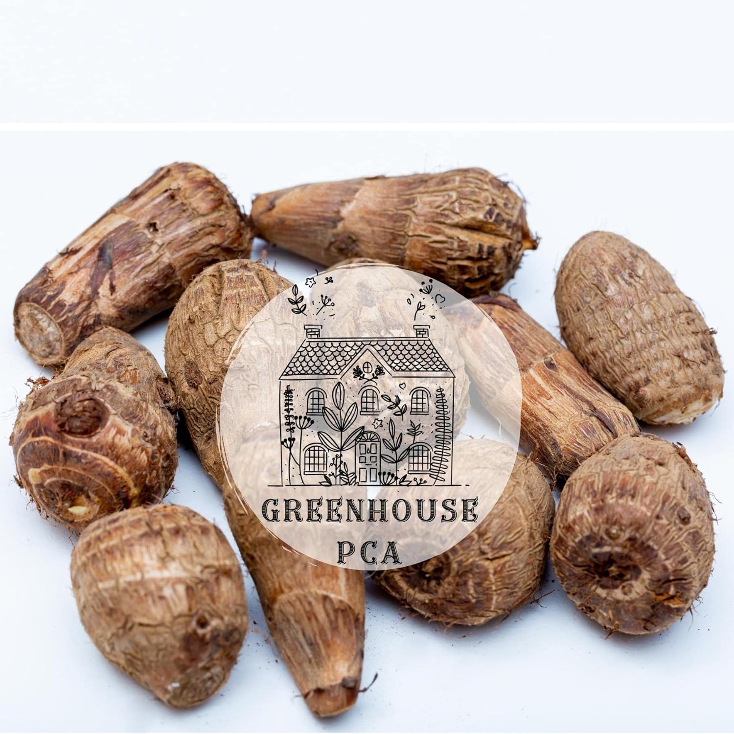 Ready 2 Grow 15 Live Bulbs Colocasia Esculenta Elephant Ear Taro Gabi Kalo Eddo by Greenhouse PCA