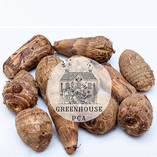 Ready 2 Grow 15 Bombillas Vivas Colocasia Esculenta Elefante Oreja Taro Gabi Kalo Eddo por Greenhouse PCA
