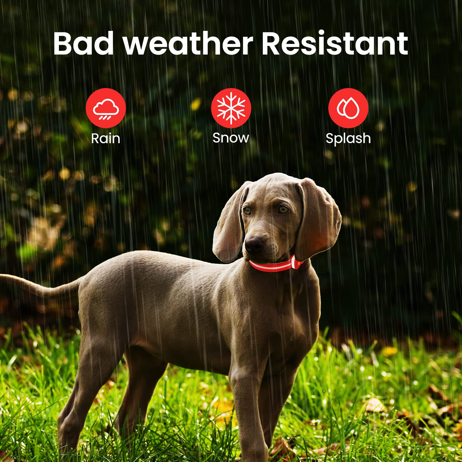 Collare Luminoso per Cani, Collare di Cane LED Ricaricabile e Impermeabile, 7 Colori RGB Cambiano 8 Modalità di Illuminazione Regolabile Adatto per Cani di Taglia Piccola Media Grande(Rosso L)