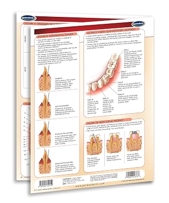 Dental: Upper & Lower Chart- Medical Quick Reference Guide by Permacharts