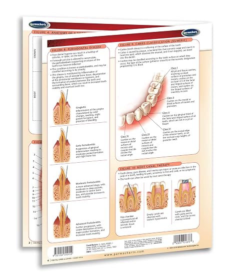 Dental: Upper & Lower Chart- Medical Quick Reference Guide by Permacharts