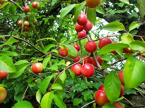 Miniatura 2 de Semillas de ciruelo americano - Más de 30 unidades - para plantar Prunus Americana Ciruelas silvestres Rojo Dulce Nativo Forrajeo Cerdo Canadiense