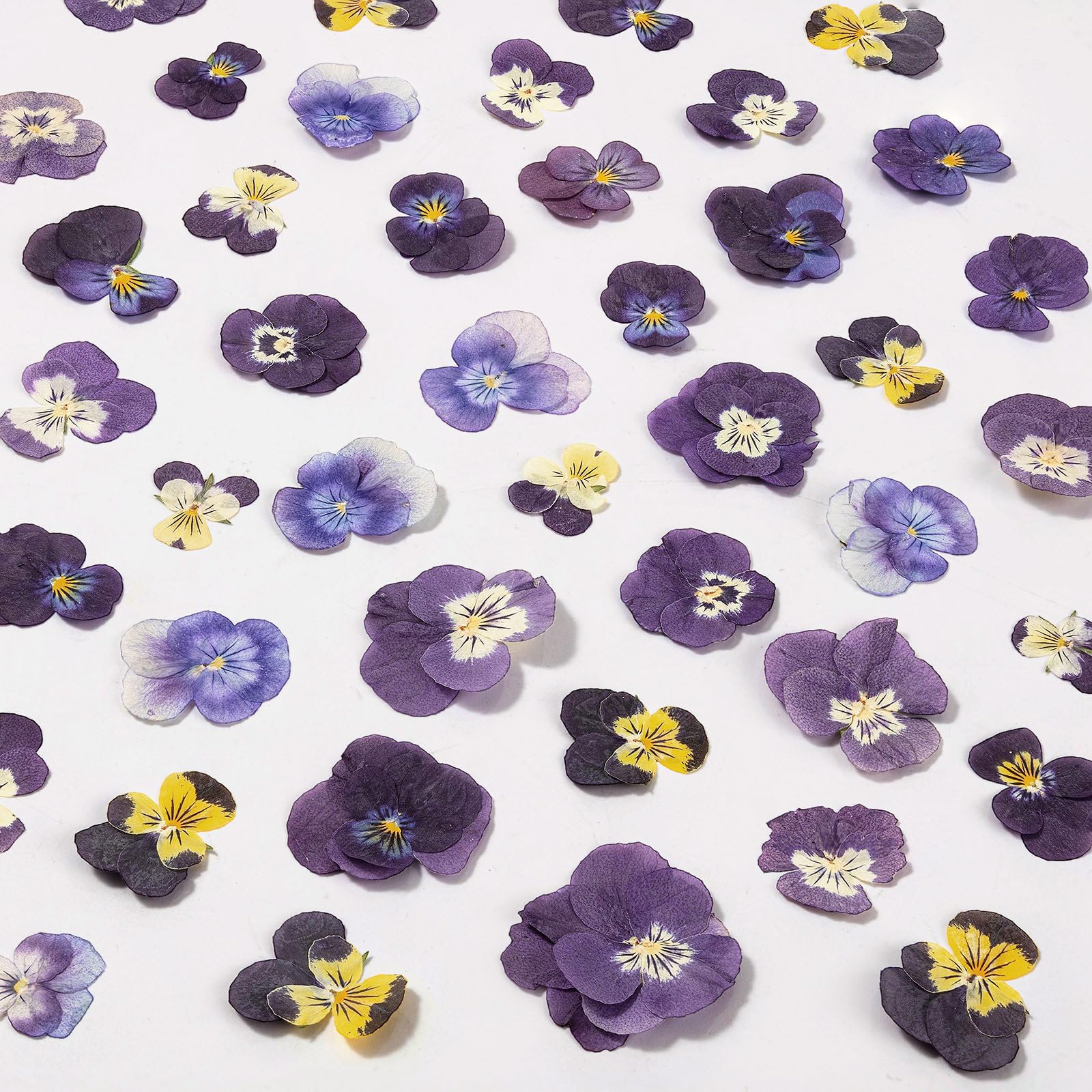 LGFMGWH 60Pcs Dried Pressed Pansies Flowers