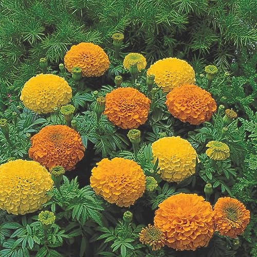 Miniatura 1 de Semillas de caléndula - Serie Inca II - Mezcla - Paquete de 25 semillas - Tagetes erecta - Sin OMG, polinizado abierto - Jardinería de flores
