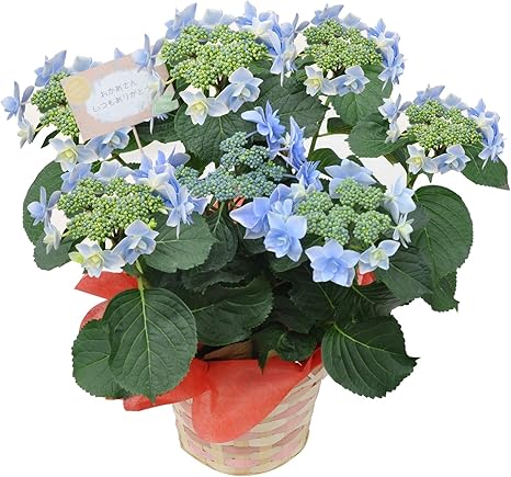 Amazon Co Jp 母の日 フラワー ギフト アジサイ 紫陽花 こんぺいとう 金平糖 鉢植え ギフトラッピング ブルー ホーム キッチン