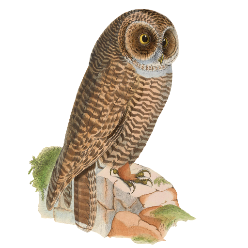 Owls App on Amazon Appstore