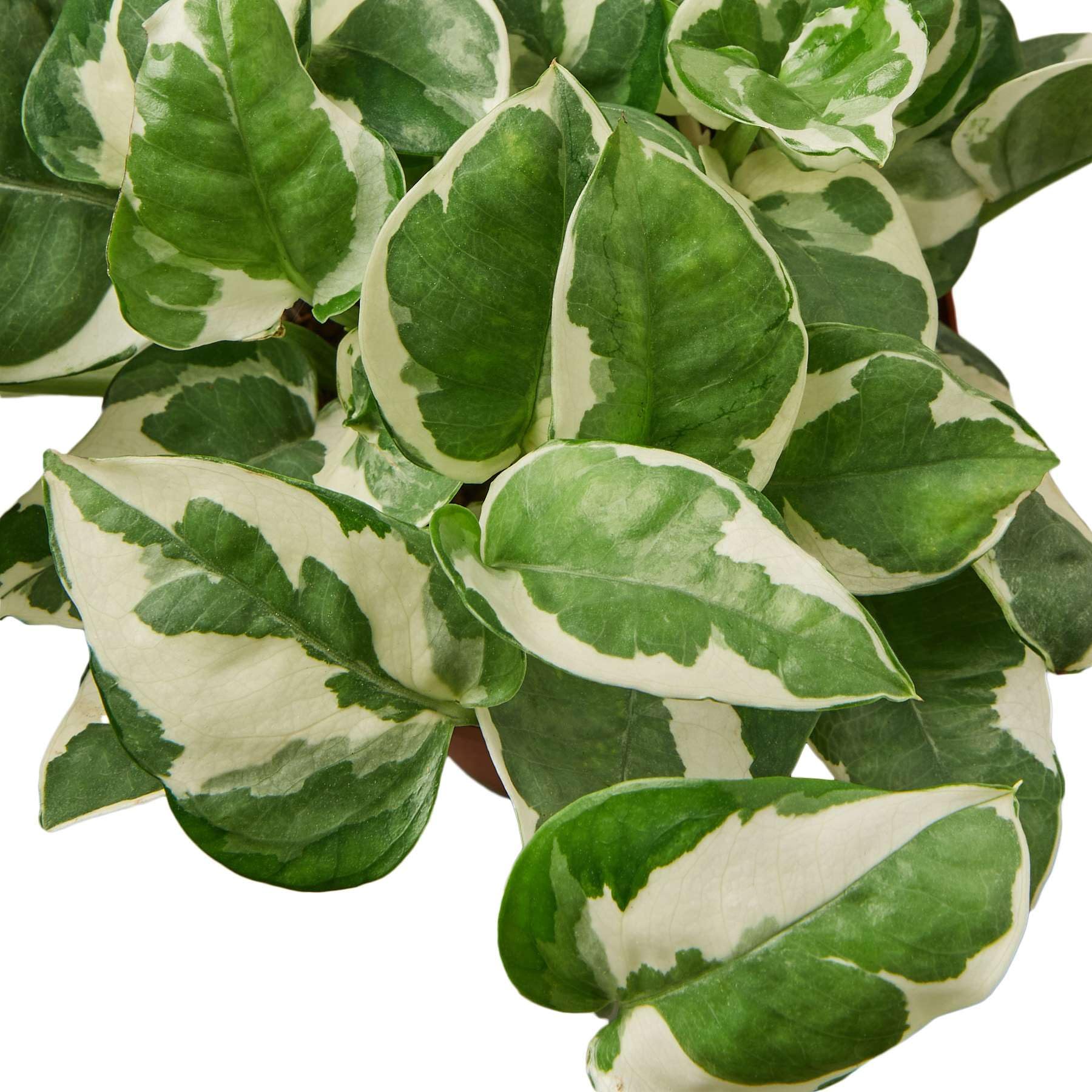 Amazon.com : Pothos 'N'joy' Live Plant for Indoor | Different Houseplants  in 4'' & 6'' Pot | Real House Plant for Living Room, Office, Desk &  Bathroom | Epipremnum Aureum : Patio,