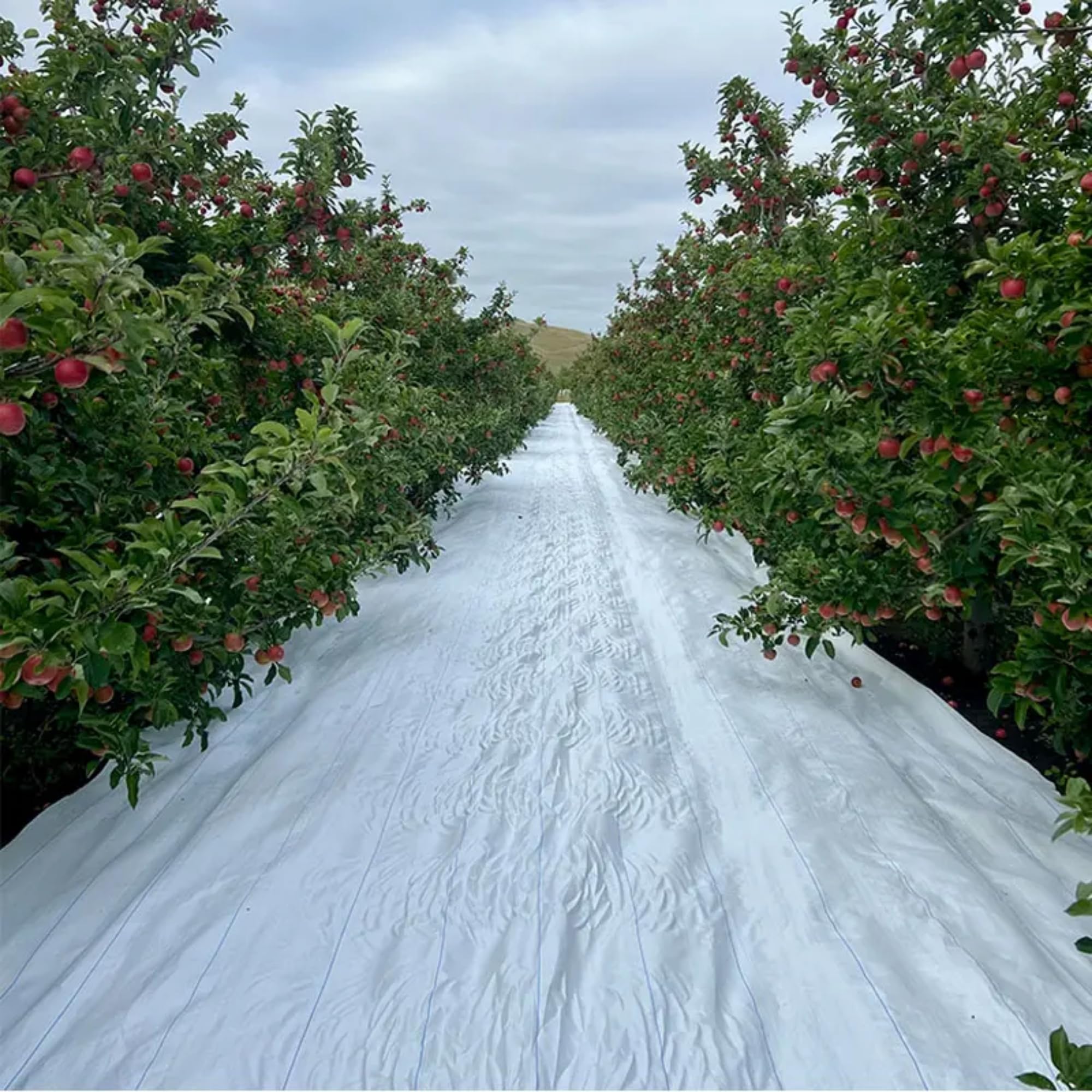 Singhal Premium Garden Weed Control Barrier Sheet Mat 3.5 Meter x 30 Meter, Landscape Fabric 150 GSM Heavy Duty Weed Block Gardening Mat for Gardens, Agriculture, Outdoor Projects (White)-image-18