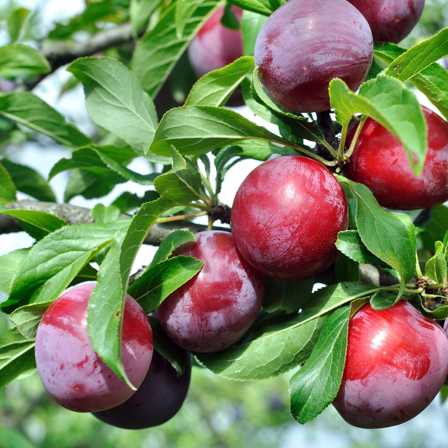 Santa Rosa Plum Tree 4-5ft