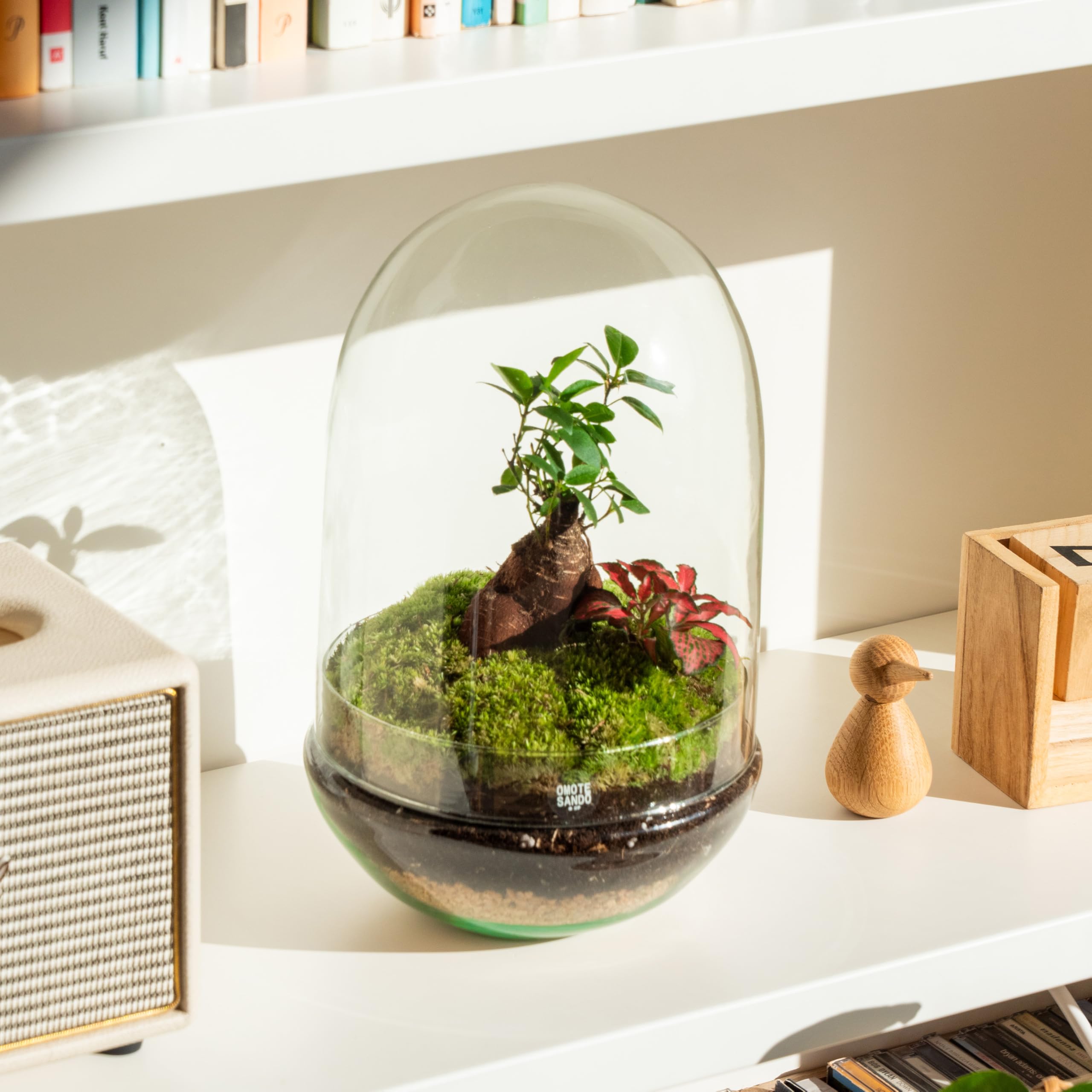 Terrario Plantas de Cristal | Recipiente con Ficus Ginseng y Fitonia | Jardín Eterno | Omotesando | Plantas Naturales | Ecosistema Natural | Jardín en un Bol | Regar una Vez al año | Natura Green