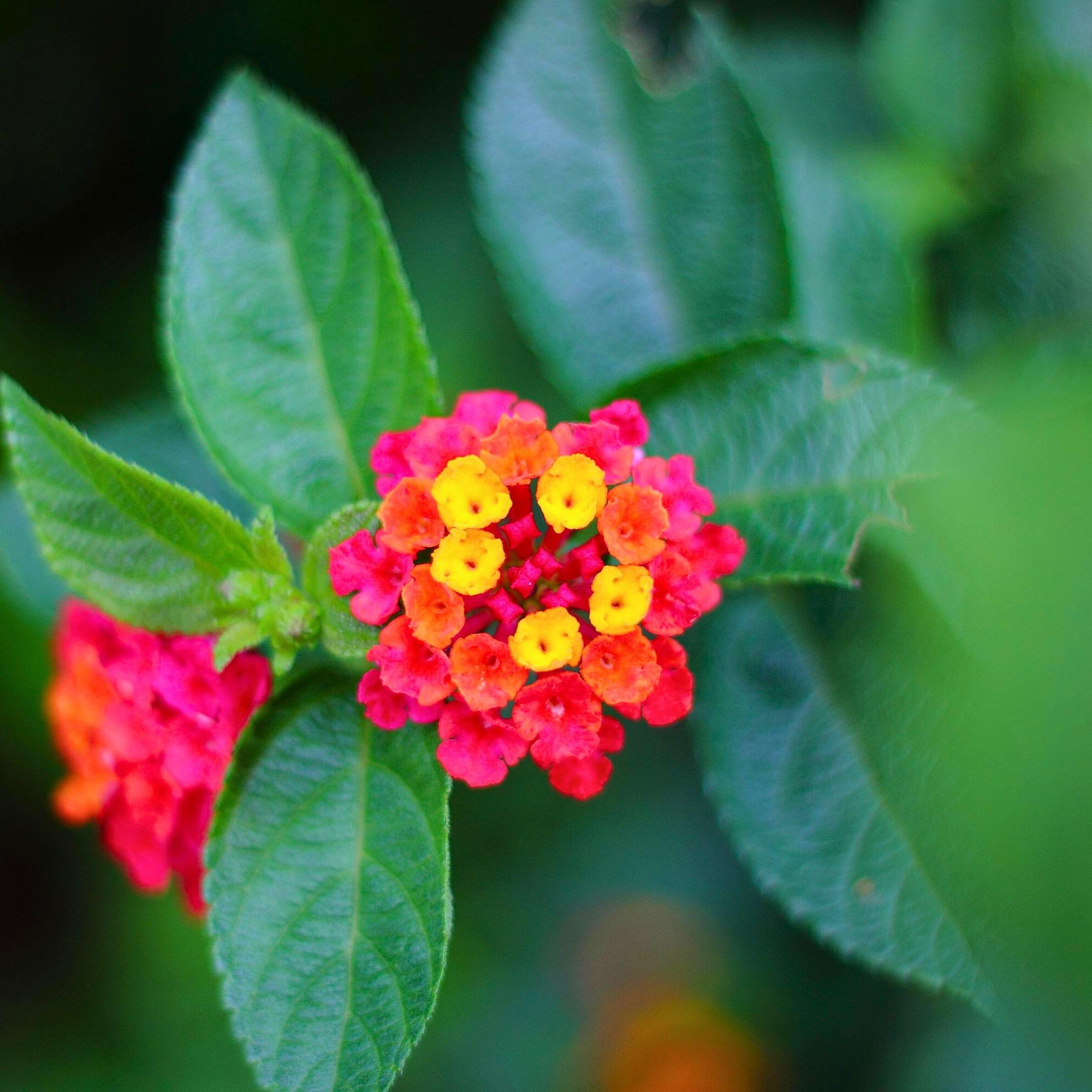 3 Irene Lantanas