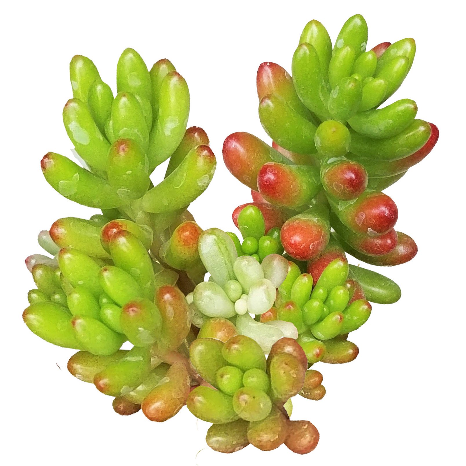 cut flower seeds Cut Flower Mix Untreated Flower Seeds