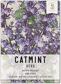 Seed Needs, Catmint Herb Seeds for Planting (Nepeta mussinii) Single Package of 600 Seeds - Heirloom, Non-GMO & Untreated