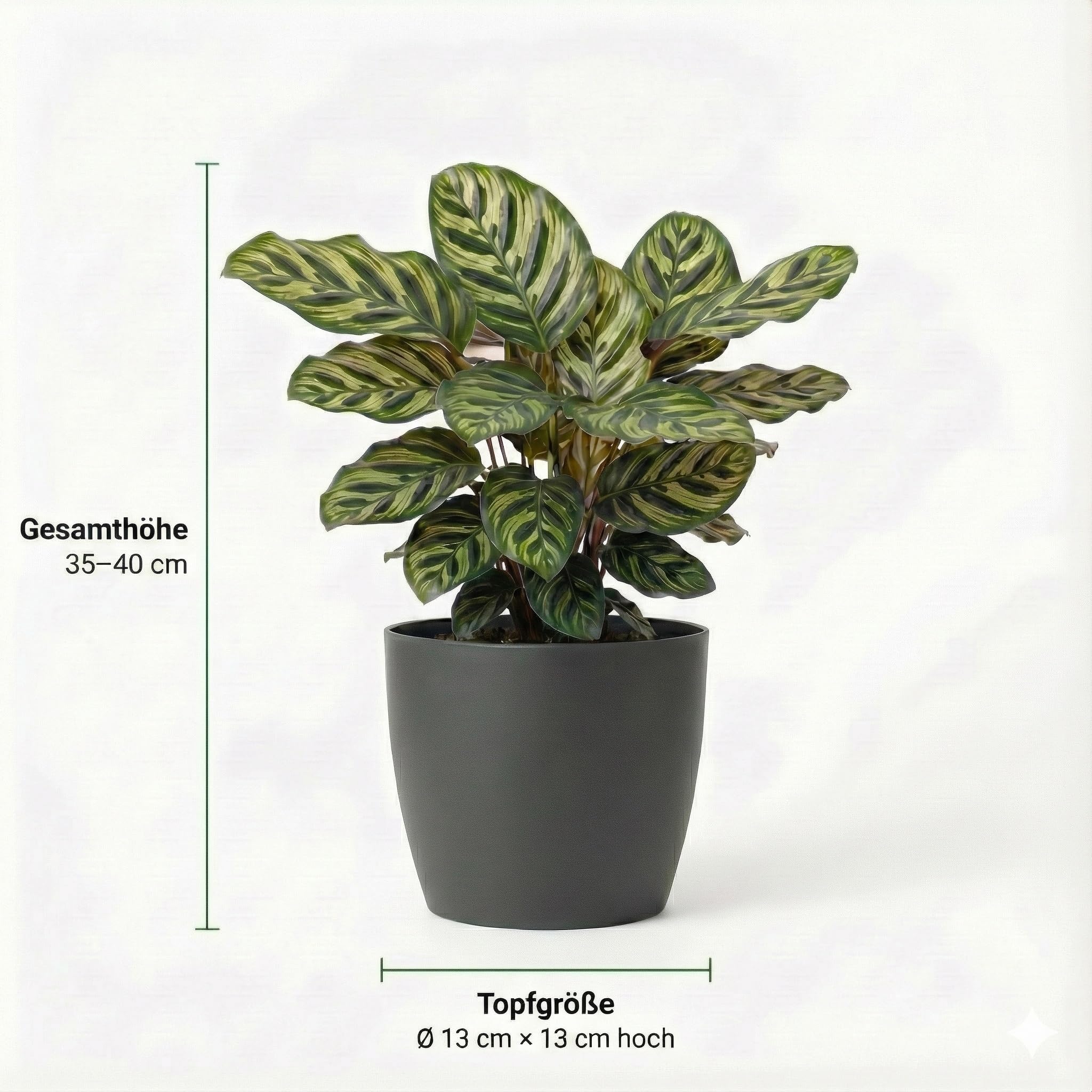 Vdvelde․com - Zimmerpflanzen Set 6 Stück - Tierfreundliche, Luftreinigende & Grüne Zimmerpflanzen - Pflegeleicht in Anthrazit Dekotöpfen - Ø12 cm, Höhe 30-40 cm - Ideal für Büro & Wohnzimmer