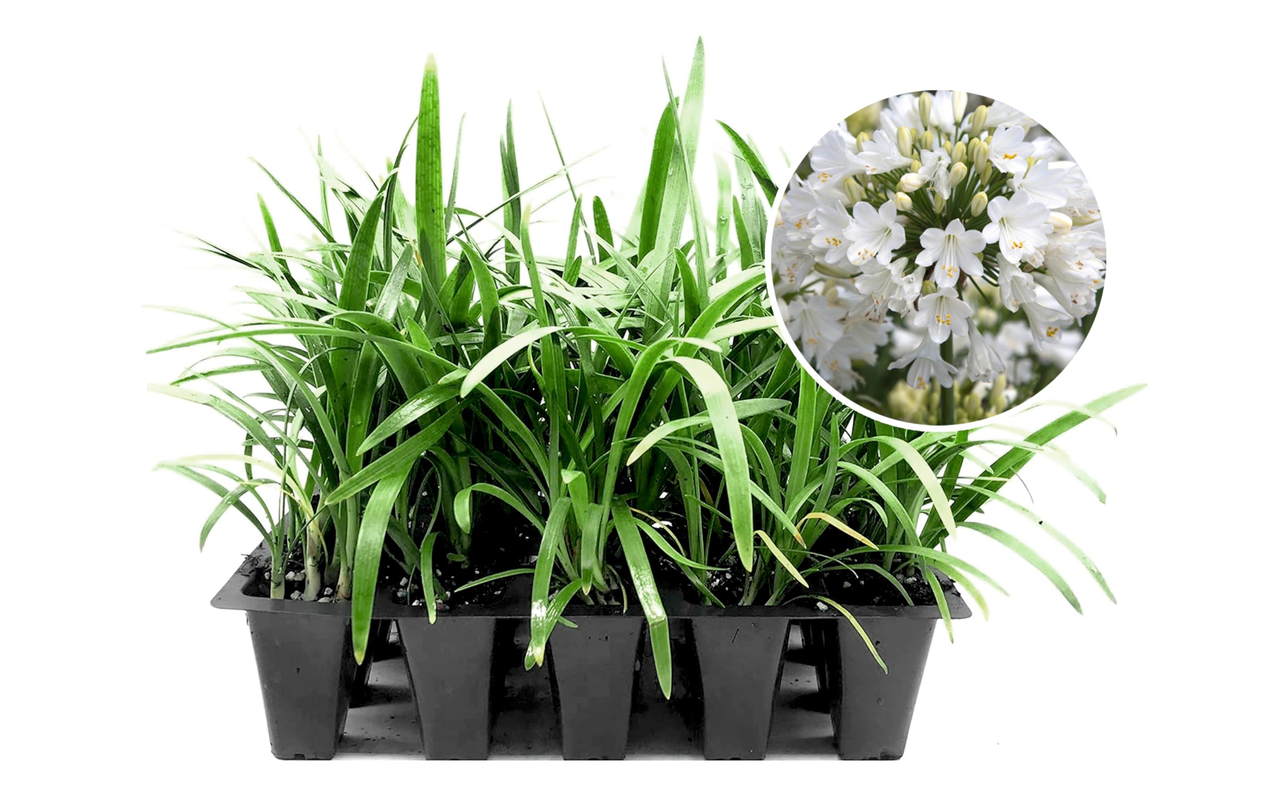 Florida Foliage Getty White 3 Live Plants
