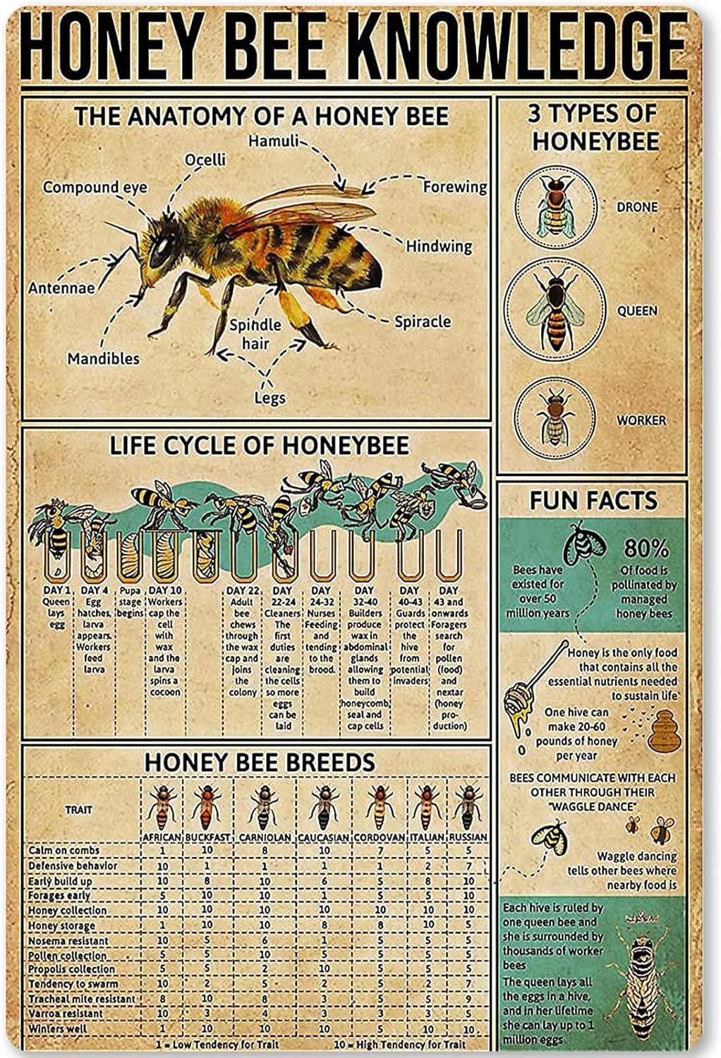 Honey Bee Knowledge Metal Tin Sign The Anatomy Of A Honey Bee Funny Poster Garden School Education Living Room Kitchen Bedroom Home Art Wall