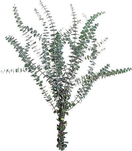 De La Terre Tallos de eucalipto verde preservados para bebé, manojo grande de 1 libra para decoración, flores y manualidades