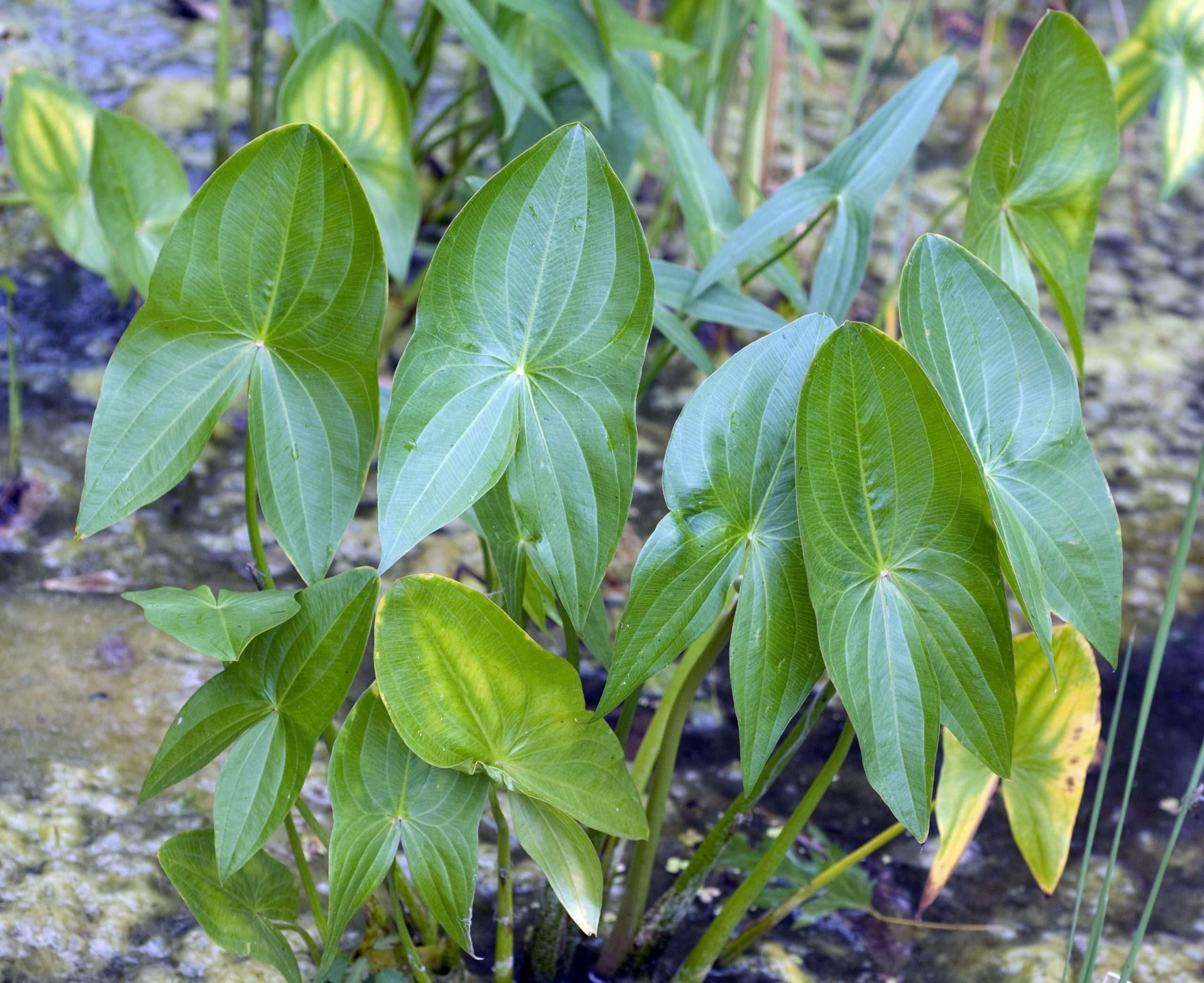 Lincsplants - Sagittaria sagittifolia-1 / 9cm Potted