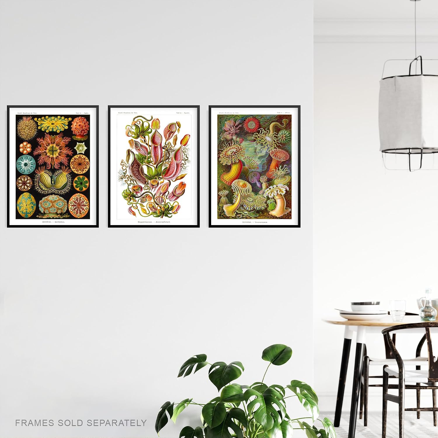 Artery8 Set of 3 Haeckel Colourful Vintage Illustrations Nepenthaceae Actiniae Ascidiae Plant Anemone Study Unframed Wall Art Living Room Poster Prints Pack
