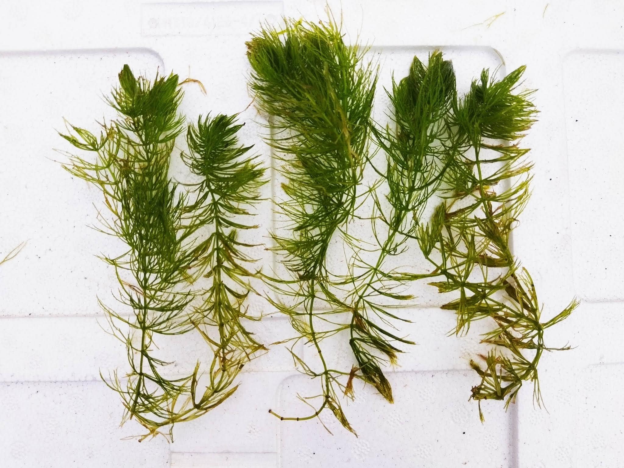 See full amazon price history chart for Hornwort aquarium plant live,Live plant for hornwort aquarium (Pack of 11) Hornwort aquarium plant live,Live plant for hornwort aquarium (Pack of 11) (B0CTHC5P6X) Amazon Price History, Amazon Price Tracker