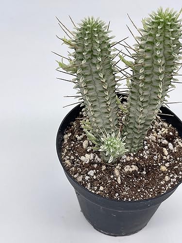 Miniatura 7 de BubbleBlooms Blanco Euphorbia Mammillaris en un sacacorchos Euphorbia de mazorca de maíz olla de 4 pulgadas