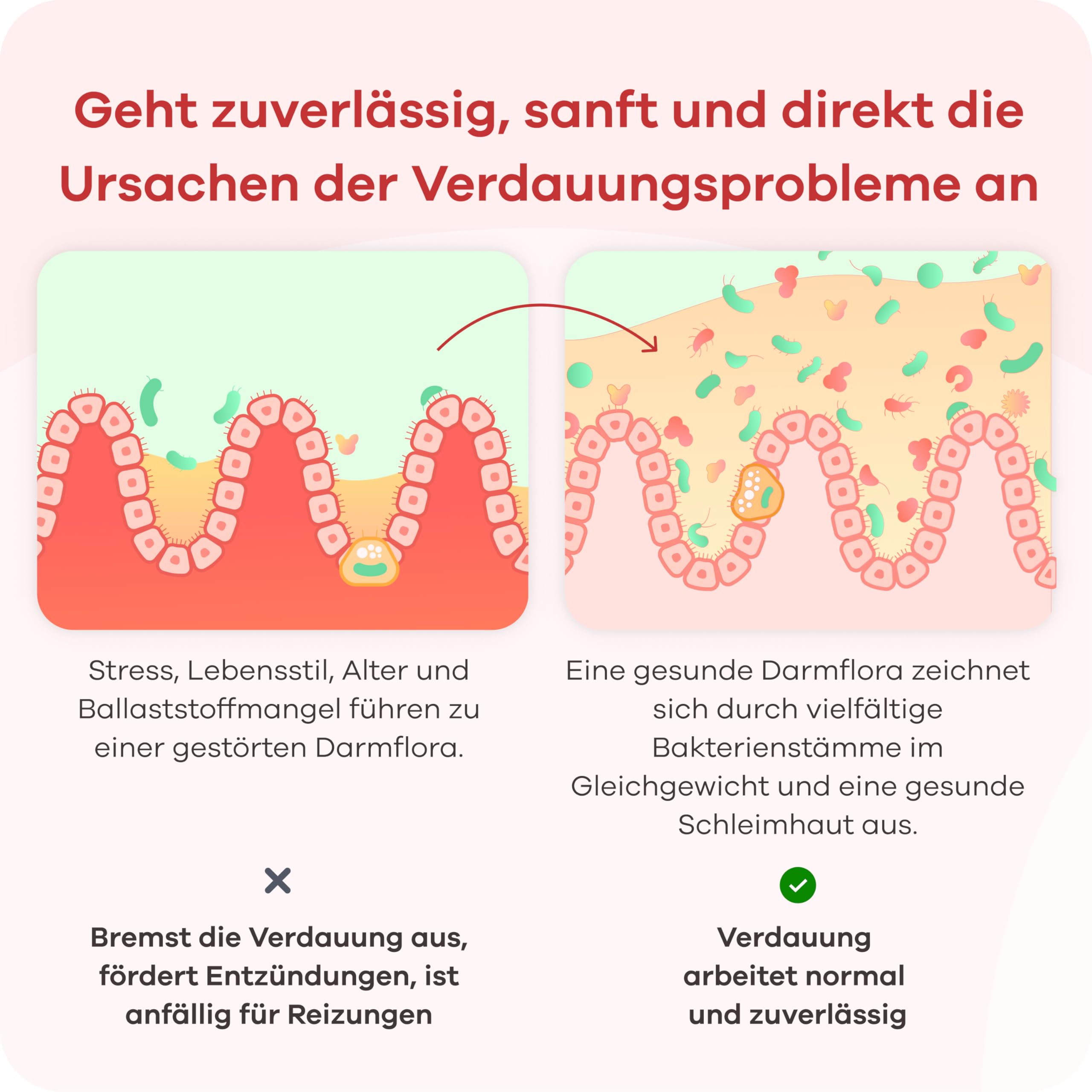 Darmkulturen-Komplex - Ohne Fructose, Histamin, GMO - 25 Mrd. Milchsäure- & Bifidobakterien - Mit Biotin für die Darmschleimhaut (30 magensaftresistente Kapseln)