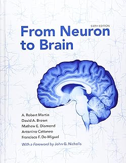From Neuron to Brain