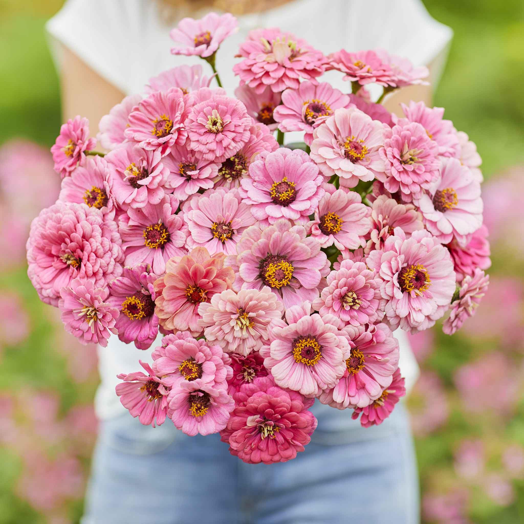 Amazon.com : Eden Brothers Zinnia Seeds - Miss Willmott, Non-GMO