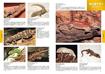 ビバリウムガイド No.101 2023年06月号 ゲテモノ新生活－はじめ