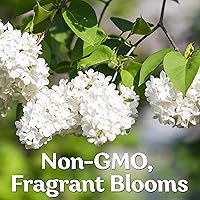 Vista 4 de 25 semillas de jlila aponés (extremadamente fragante)/Color Blanco