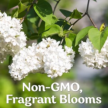 KVITER 60 White Japanese Lilac Seeds (Syringa reticulata) Extremely Fragrant, Perennial Flowering Plant, Lilac Seeds for Planting Outdoors - Grow Your own Japanese Garden