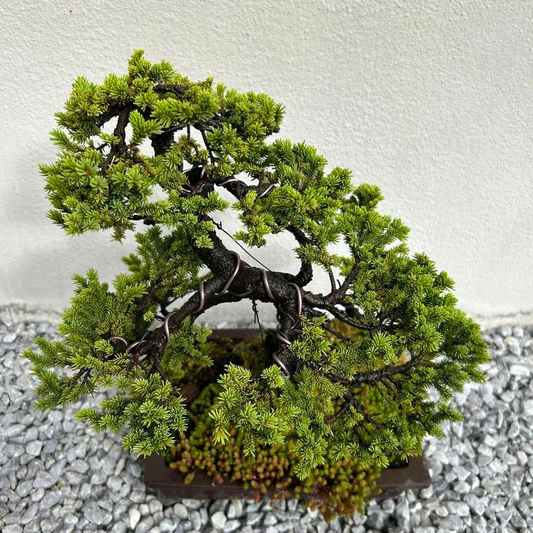 希少！5幹根連り　八房蝦夷松　中品盆栽　北海道産　エゾ松 希少！5幹根連り 八房蝦夷松 中品盆栽 北海道産 エゾ松