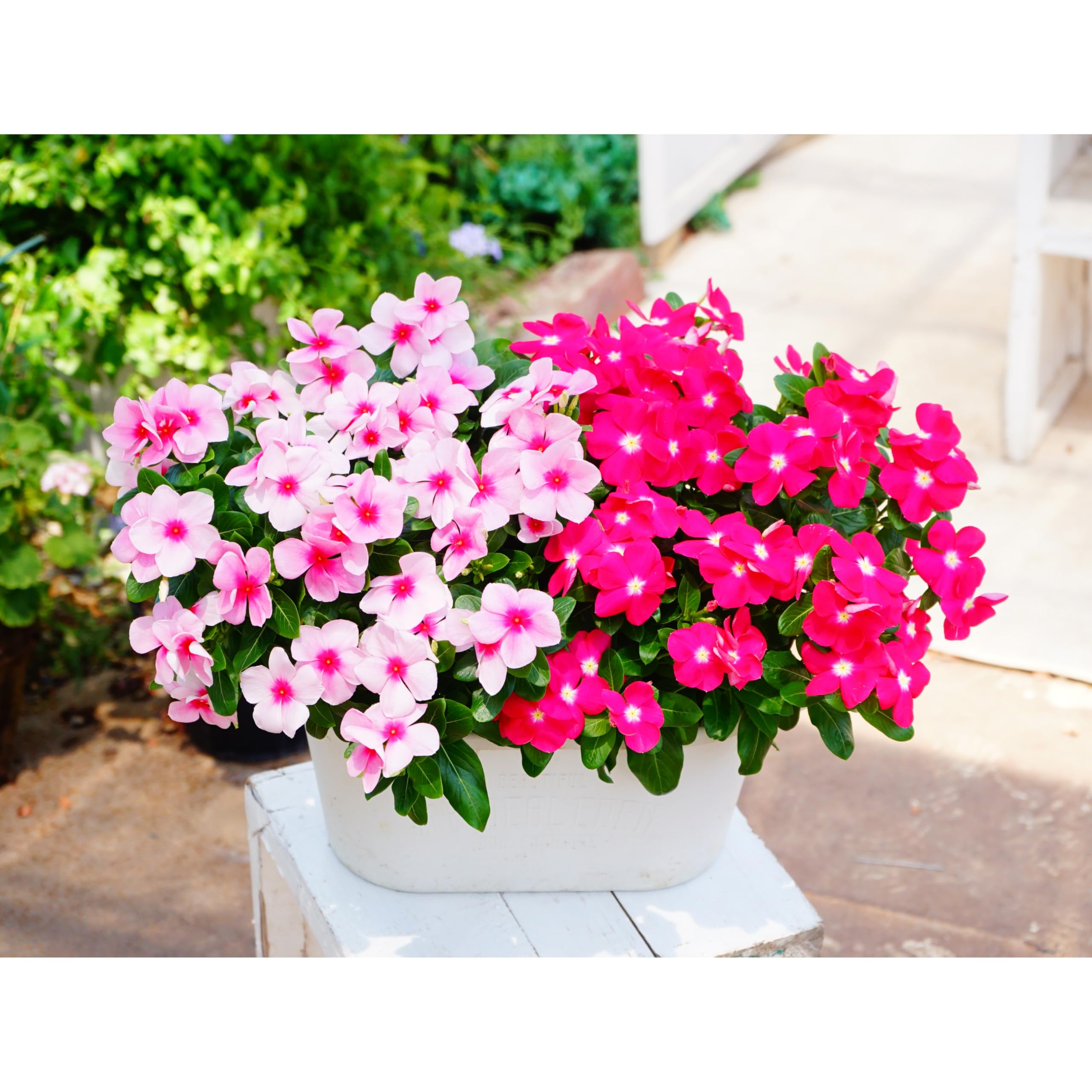 Amazon | ニチニチソウ 花苗 3.5寸 華やか2種2株セット