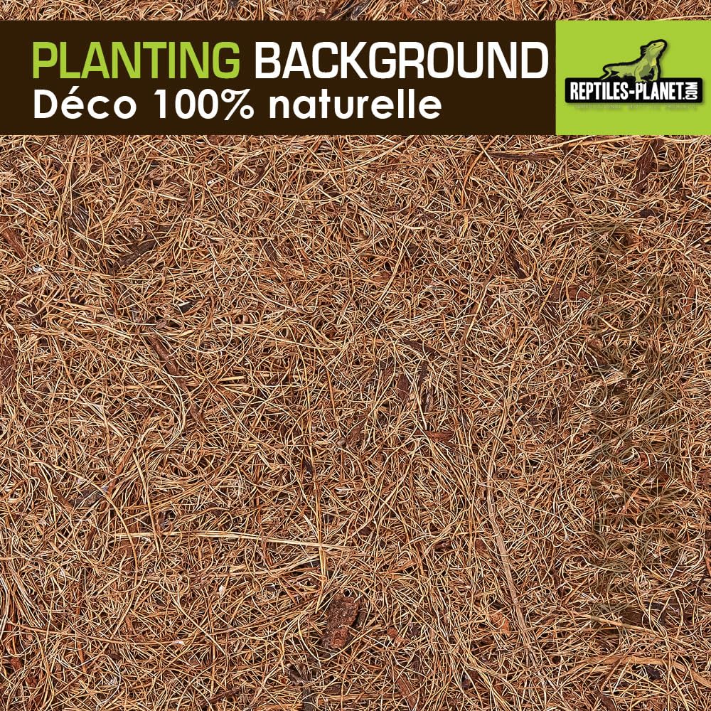 Rettili Planet Decorazione di Fondo in Cocco per terrario per Planter 40 x 40 x 1 cm