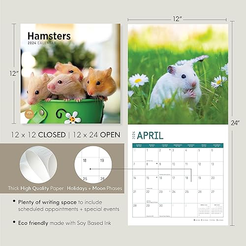 Miniatura 3 de Bright Day - Calendario mensual de pared de hámsters 2024, 12 x 12 pulgadas, bonito regalo de fotografía de naturaleza