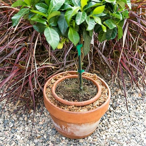 Miniatura 13 de SuperMoss - Musgo seco para orquídea sphagnum seco