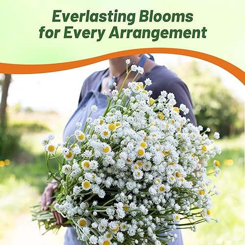 Miniatura 4 de Outsidepride Ammobium Alatum - Semillas eternas  10000 piezas de flores perennes, blanco plateado y centradas en oro, flores eternas aladas,