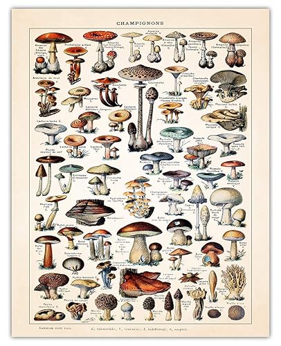 Botanical Wall Art - Mushroom Wall Decor Poster Prints Vintage Wall Art for Bedroom, Bathroom, Kitchen & Office Decor, 11x14 Unframed Plant Poster