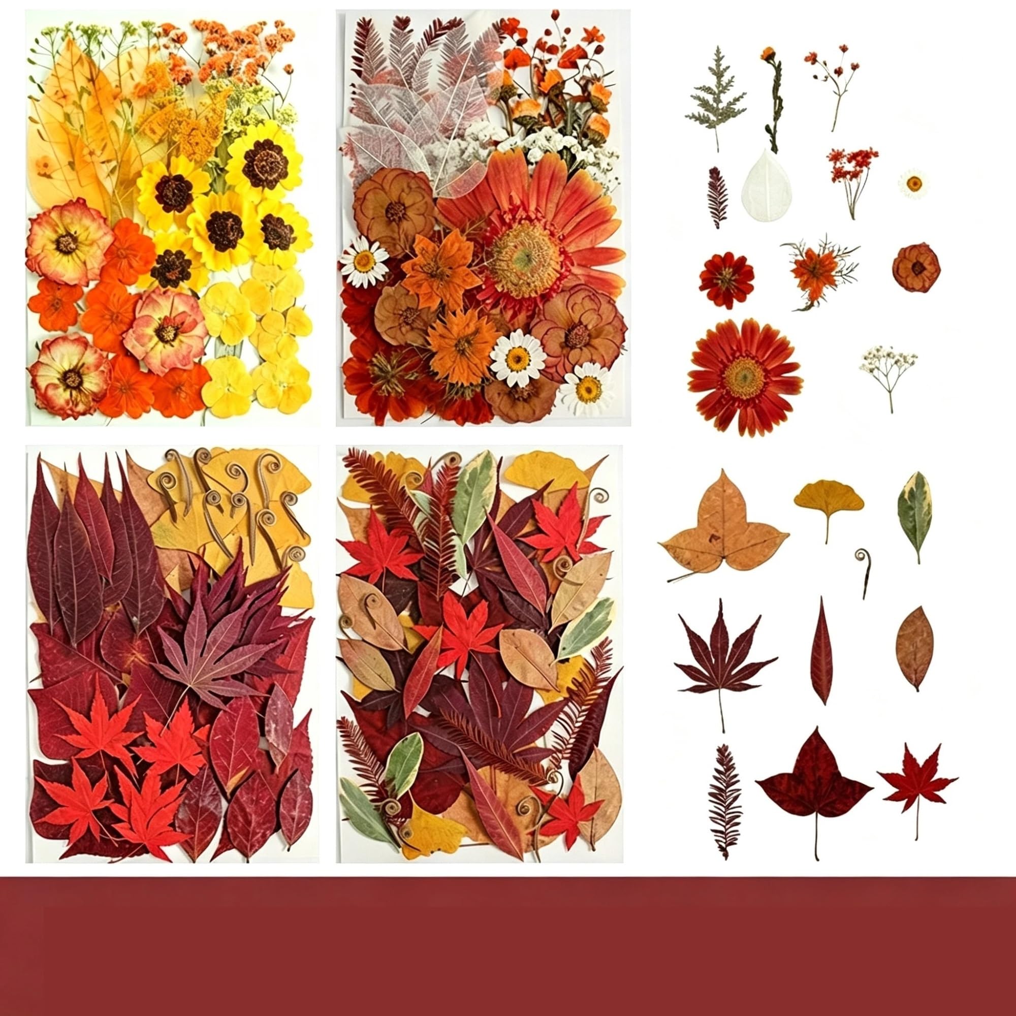 Fiori Pressati ed Essiccati Set di fiori e foglie piante