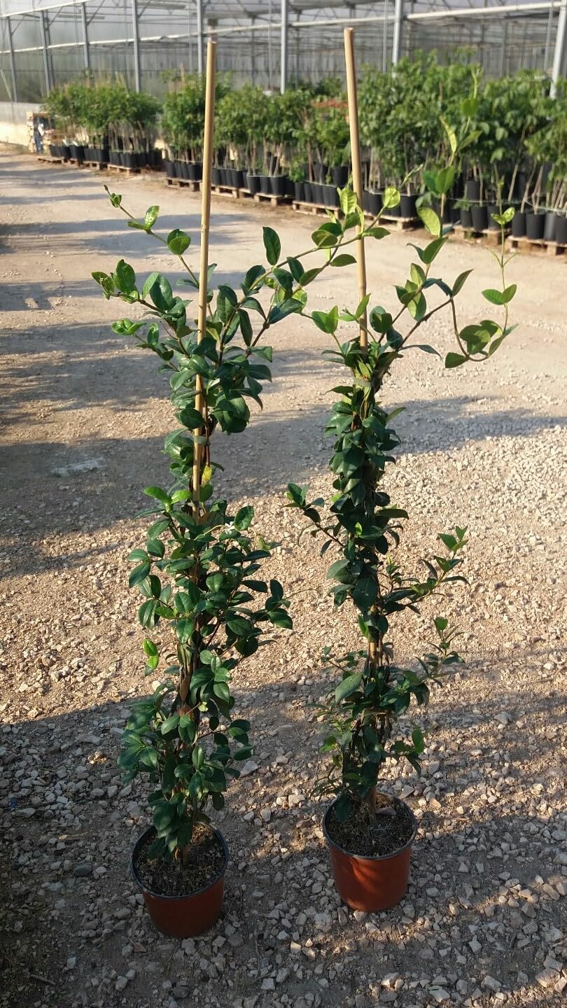 N.10 PIANTE RINCOSPERMUM JASMINOIDES GELSOMINO ALT. 120 cm (foto reali) PROFUMAT