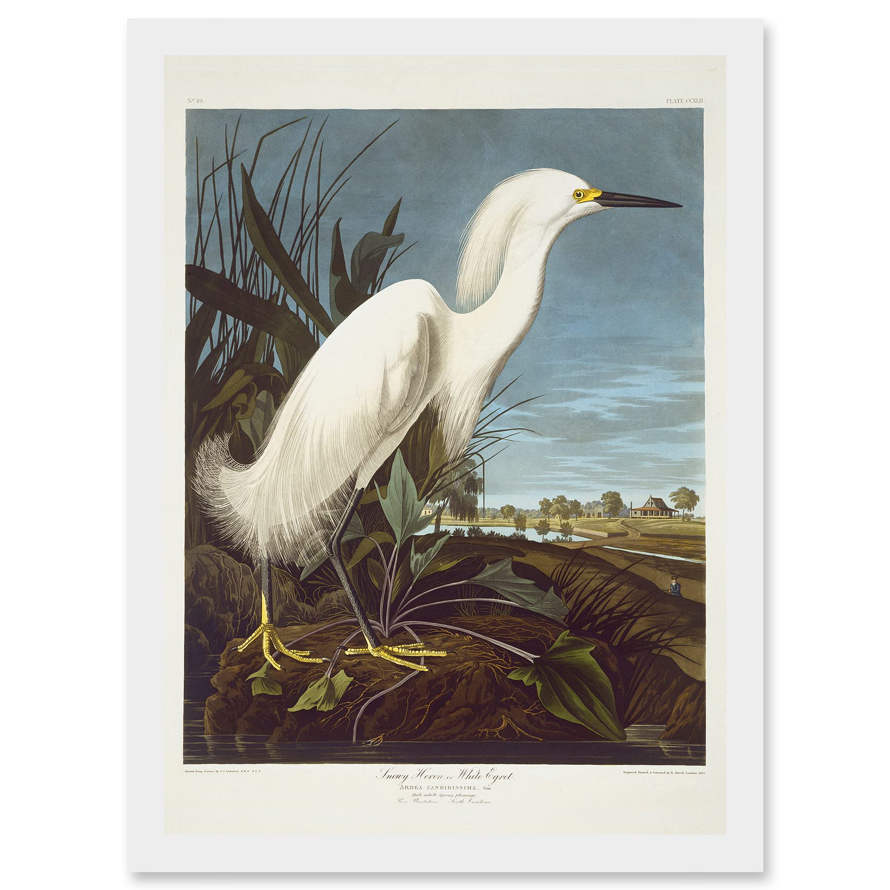 Artery8 Painting Bird Audubon Snowy Heron Egret Artwork Framed Wall Art Print A4