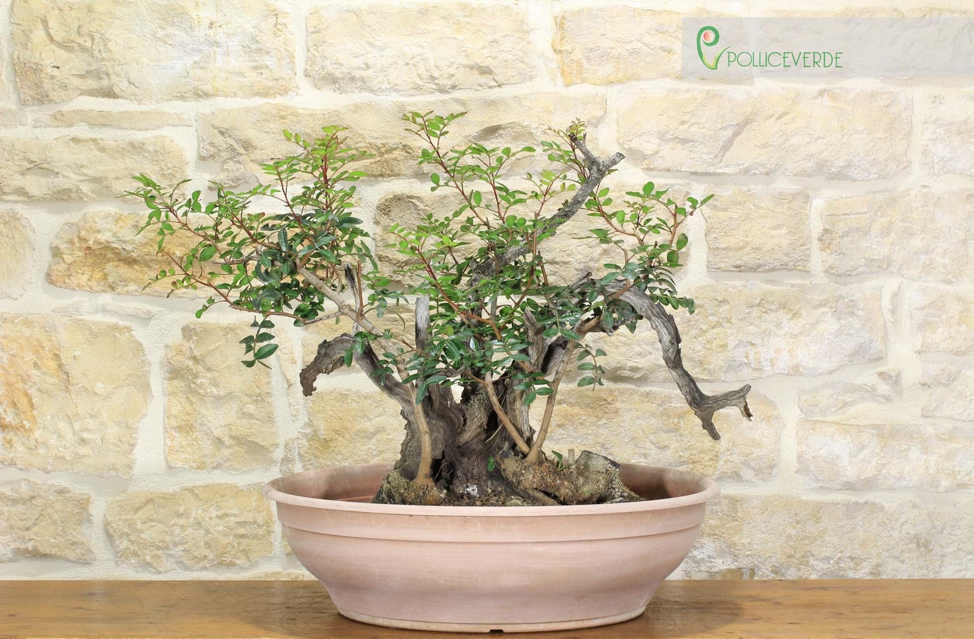 Pre bonsai yamadori di Lentisco (2)