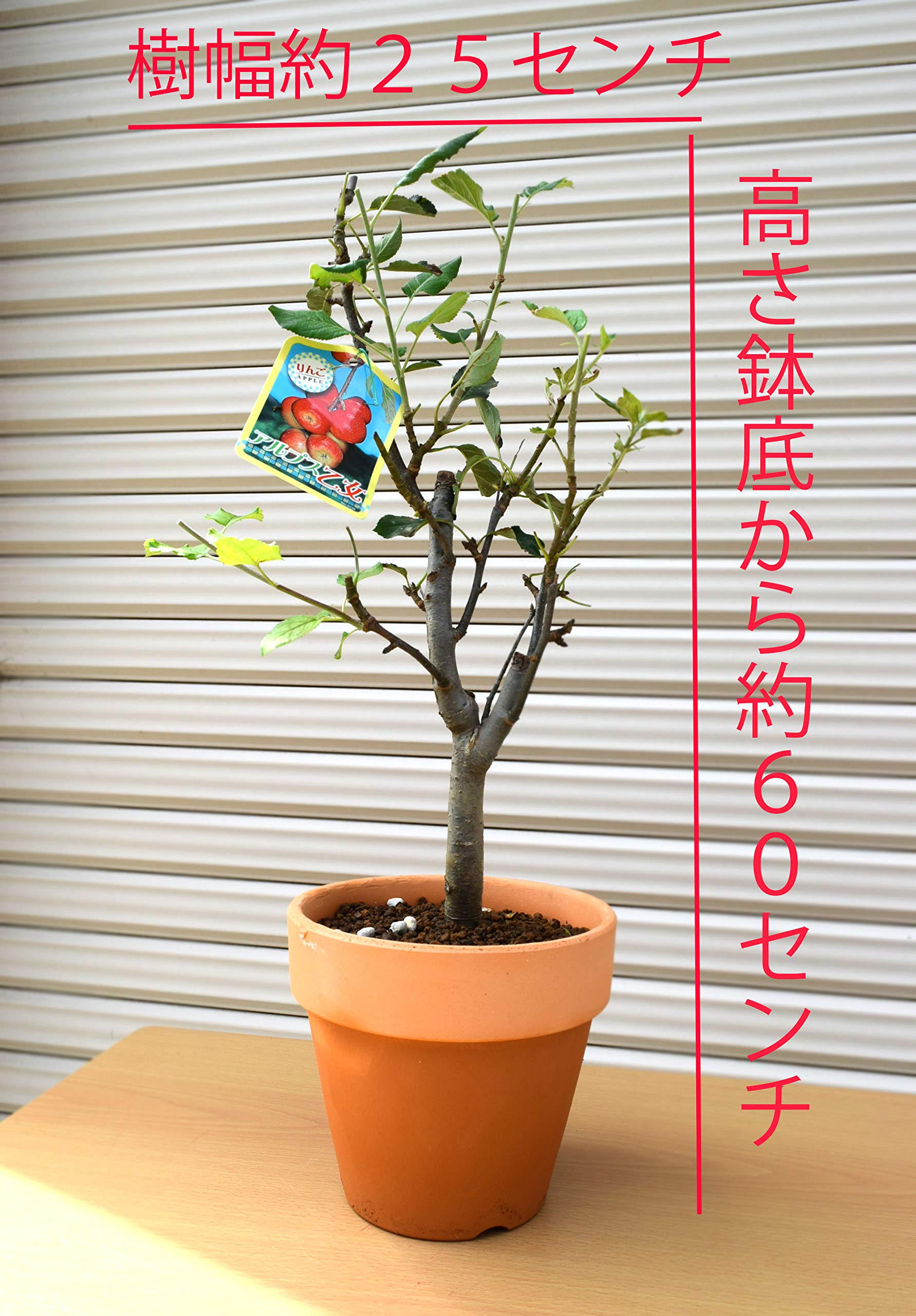 Amazon.co.jp: アルプス乙女りんご鉢植え 果樹 : DIY・工具・ガーデン