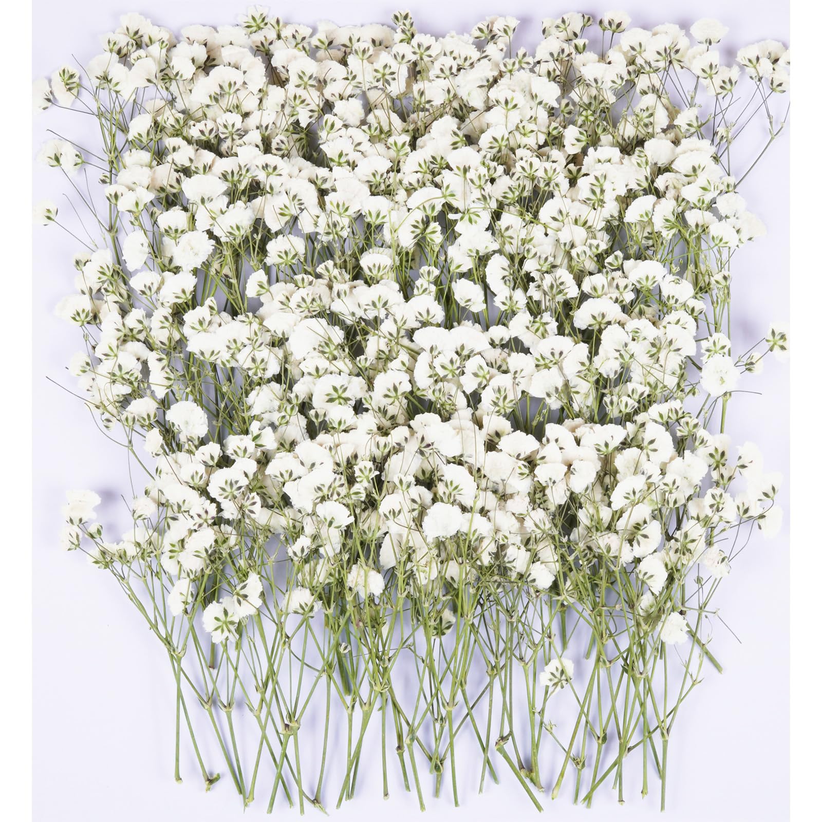 100Pcs White Babys Breath Dried Pressed Flowers for Crafts,Xinxinran Dry Flower Kit for Wedding Invitation Accessories,Bookmark,Jewelry Molds,Candle