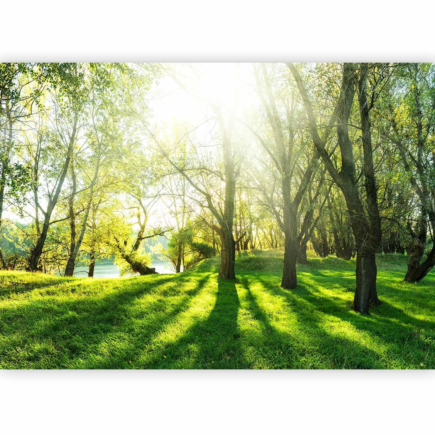 murando - Carta da Parati Adesiva Foresta Bosco 441x315 cm Fotomurali Adesivi Murali Rivestimento Parete Moderna per Pareti Adesiva Muro Decorativo Fotomurale Soggiorno - Nature Paesaggio verde