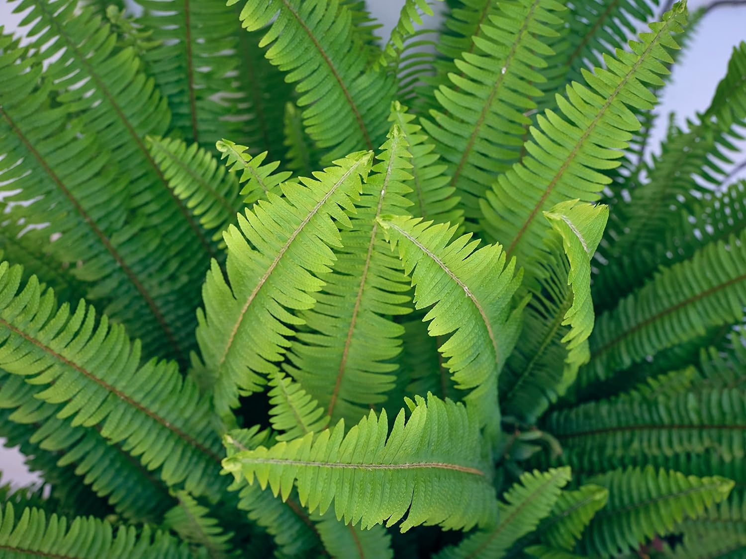 Concime Biotica Universale Made in Italy per Piante e Orticoltura 18 81EhwvHRQXL. SL1500