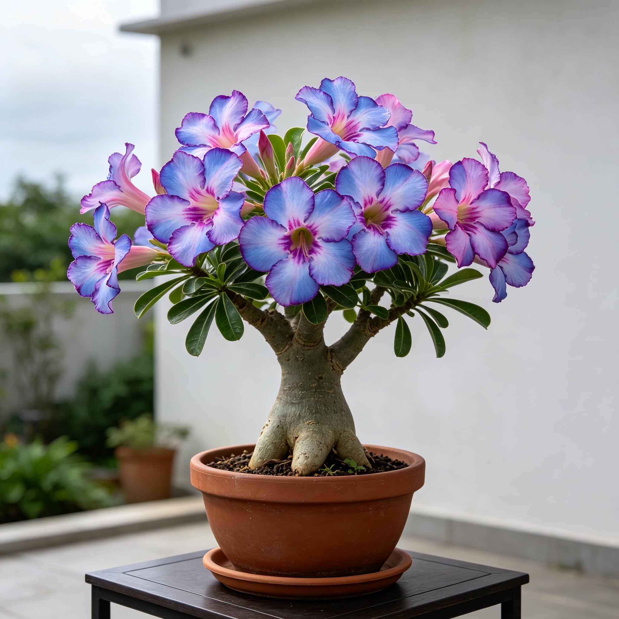 Rare Desert Rose Seeds- Professional Planting for Stunning Garden Displays-10pcs-K