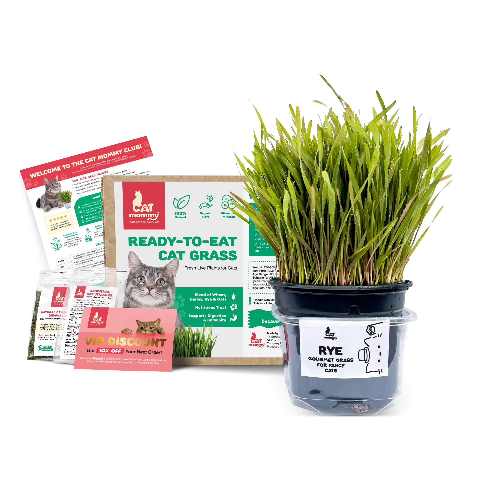 Fresh Live Cat Grass | A Taste of the Outdoors for Indoor Cats | Ready to Eat | Grown in the UK | Aids Digestion & Hairballs | By Cat Mommy (One, Rye)