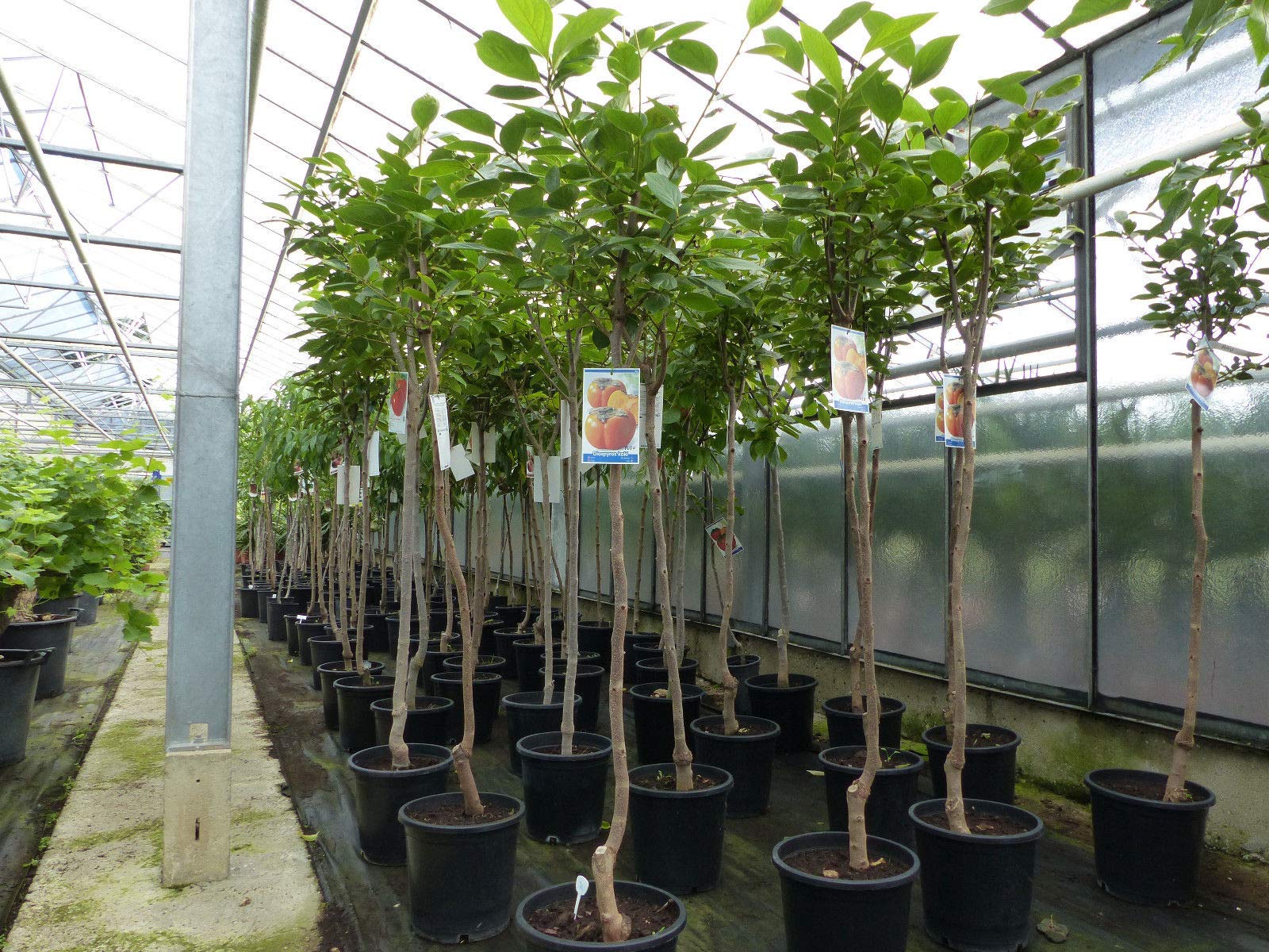 Kaki Baum 160-180 cm Sorte 'Rojo Brilliante' Kakipflaume