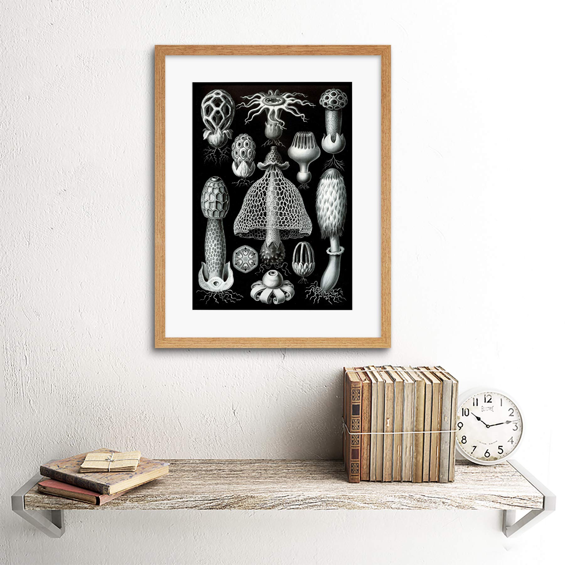De Wonderlijke Wereld Van Ernst Haeckel - Vroege Vogels